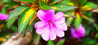 网络短信免费版